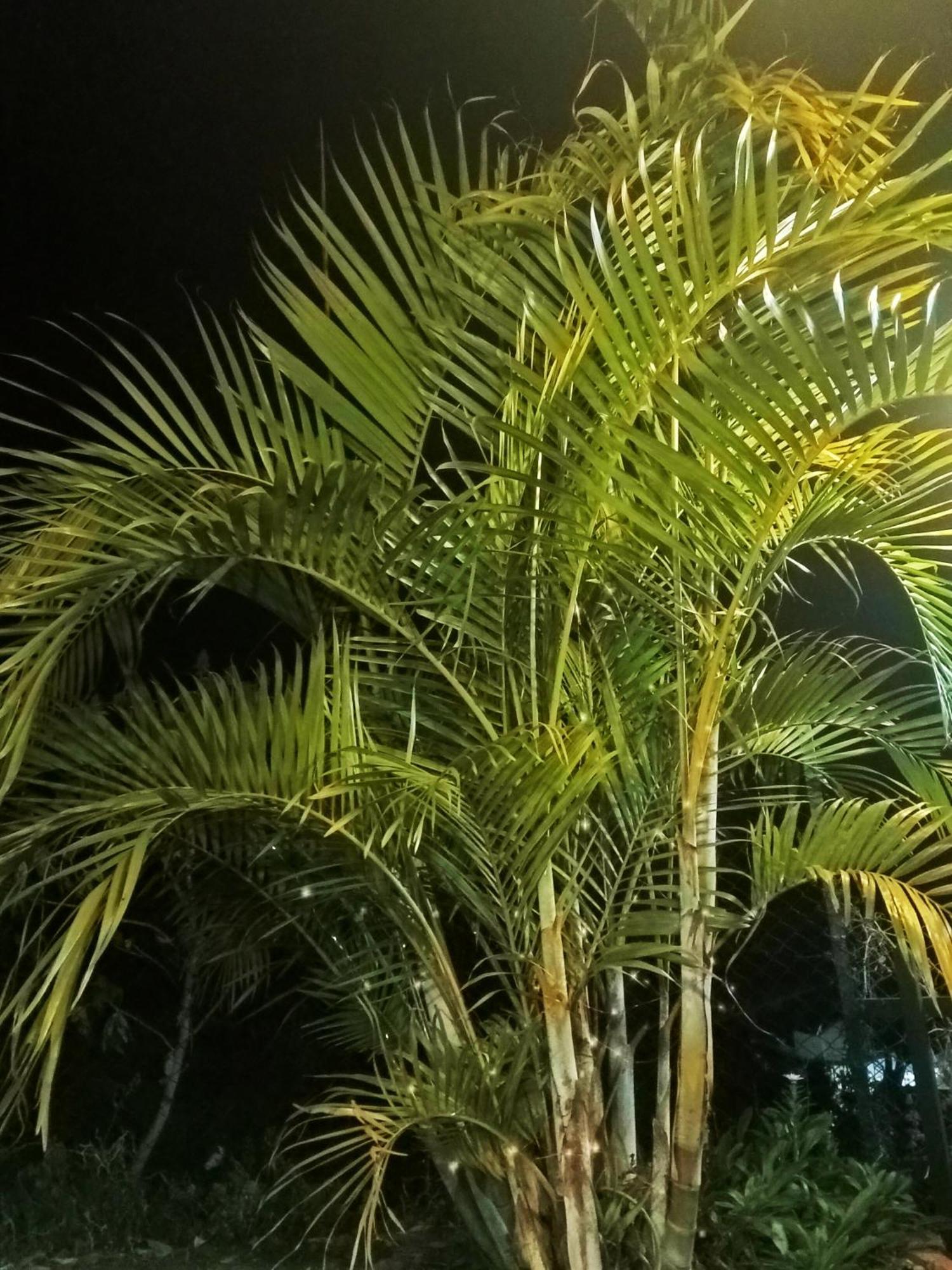 Kodai Vintage Stay Kodaikanal Zewnętrze zdjęcie